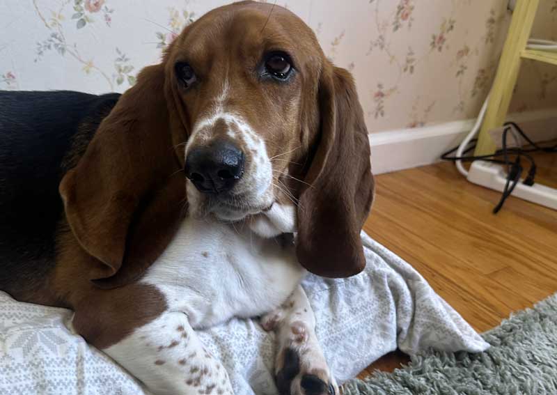 Abby the Therapy Support Dog